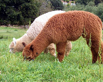 huacaya alpacas before shearing